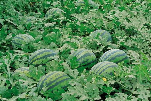 初一景天吃瓜,瓜田里的快乐成长