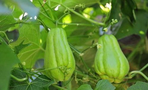 怀孕吃扶手瓜,扶手瓜助力母婴健康