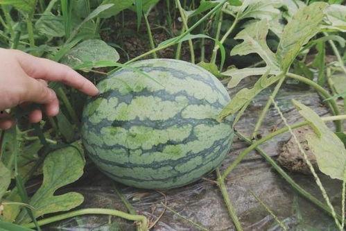 最近的瓜怎么吃,解锁“最近瓜怎么吃”的全新姿势