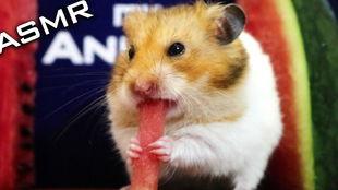 仓鼠画画吃瓜图片,绘画吃瓜，萌态十足