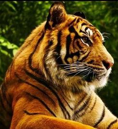 吃瓜视频龙虎,揭秘吃瓜视频背后的精彩故事