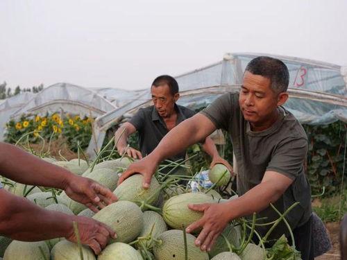 在村里吃瓜画图,吃瓜画图，尽享田园时光