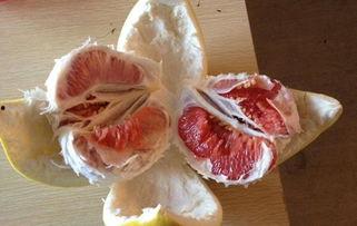 吃蜜瓜嘴唇麻,一啜甜蜜，唇齿留麻的奇妙体验