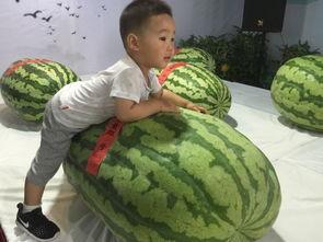 召集吃瓜群众吃瓜事件,一场吃瓜群众的狂欢盛宴