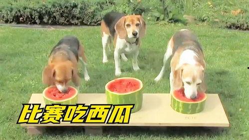 吃瓜的小狗,揭秘萌宠的欢乐时光